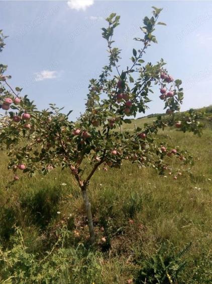 Teren de 80000 mp, în Sântimbru