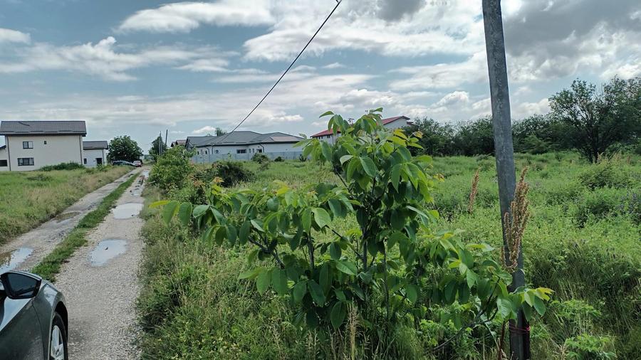 Teren Construcții intravilan de 828 mp, în Domnești