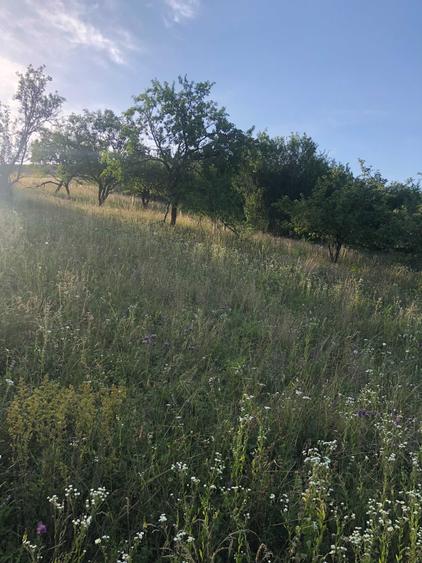 Teren de 2900 mp, în Dezmir