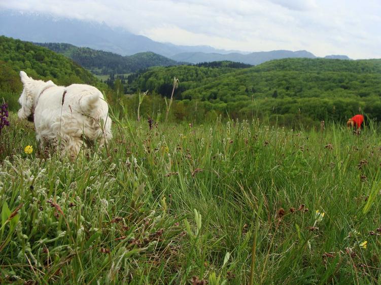 Teren cu PUZ, 11600mp, Brasov Poiana Marului, pe ruta via Transilvanica - 5