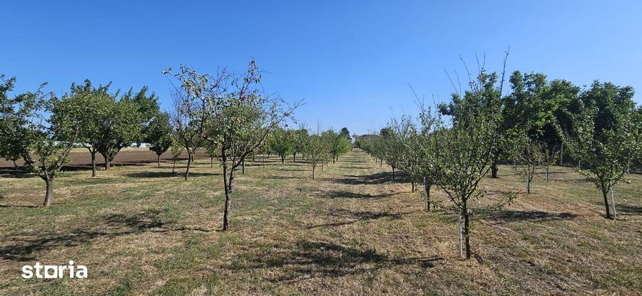 Casă cu 6 camere cu Teren 5766 Mp în Variaș