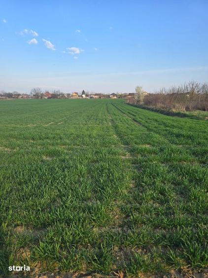 Teren de 3200 mp, în Lazuri