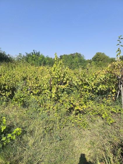 Teren de 1200 mp, în Valea Bisericii