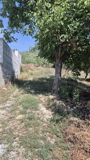 Teren Construcții intravilan de 3600 mp, în Podgoria