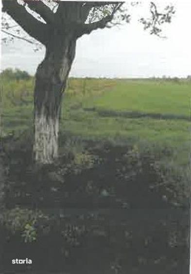 Teren de 1200 mp, în Ulmeni