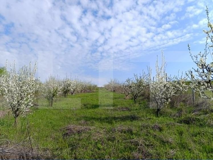 Teren agricol extravilan de 10189 mp, în Cristești