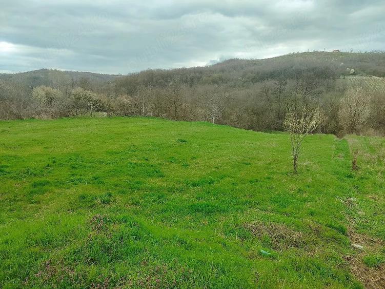Teren de 3750 mp, în Verdea