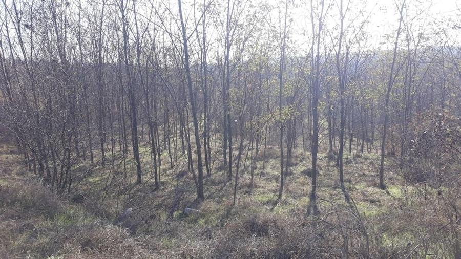 Teren în Rasova