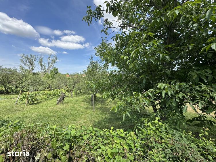 Teren de 1450 mp, în Viile Satu Mare