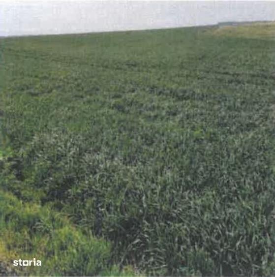 Teren de 4500 mp, în Perișoru