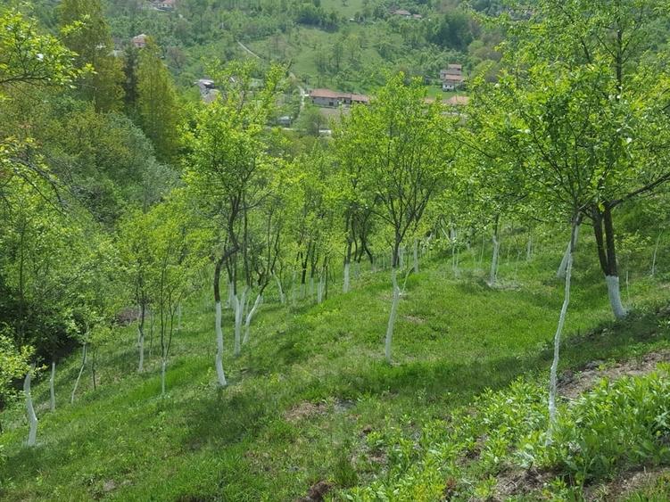 Teren de 9000 mp, în Pogara