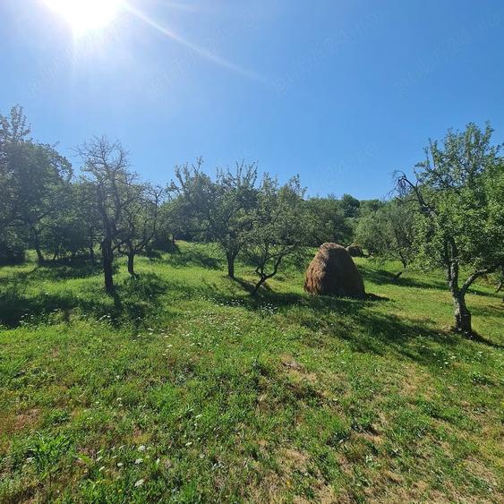 Teren de 7500 mp, în Prosia