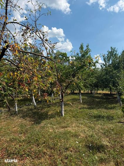 Casă cu 7 camere cu Teren 1900 Mp în Central