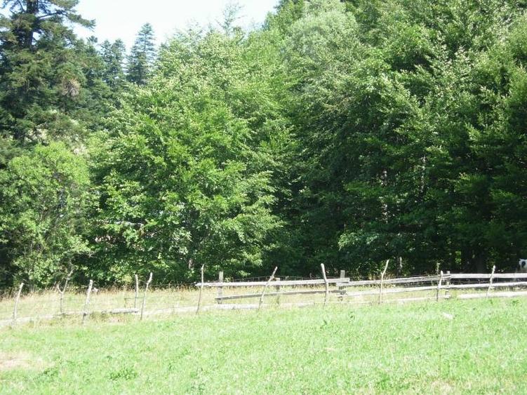 Teren intravilan de 3872 mp, în Zamora
