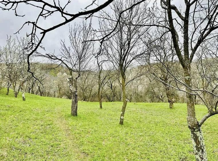 Teren de 5684 mp, în Drajna