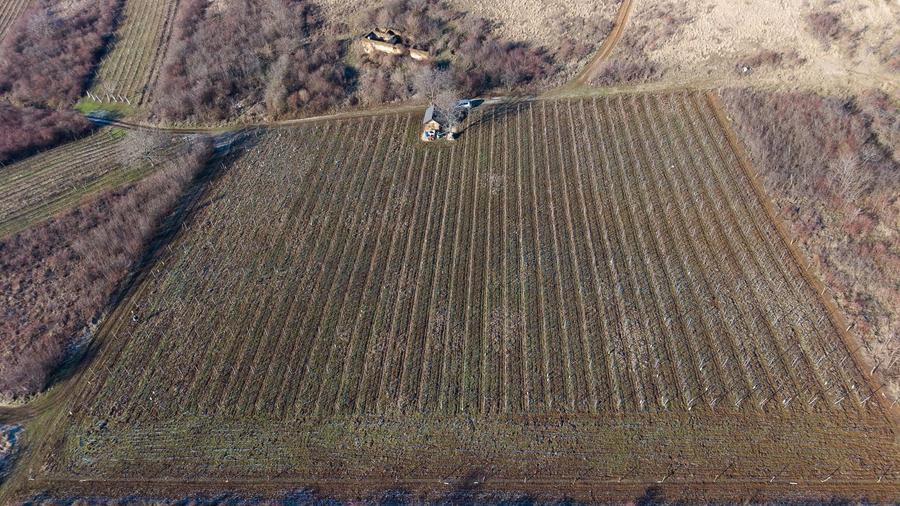 Teren agricol extravilan de 6800 mp, în Covăsinț