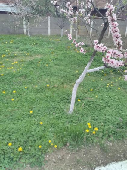 Casă cu 8 camere cu Teren 6000 Mp în Central