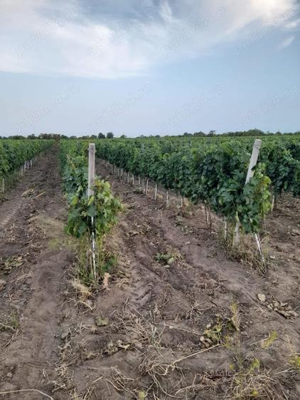 Teren de 45000 mp, în Central