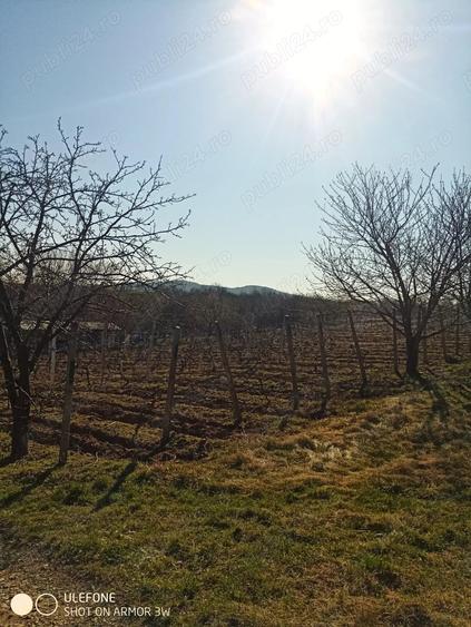 Teren în Goruni