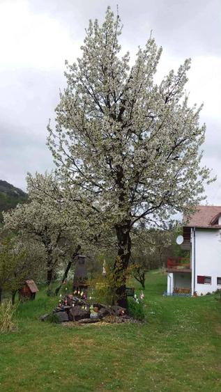 Casa cu gradina de vanzare - 1