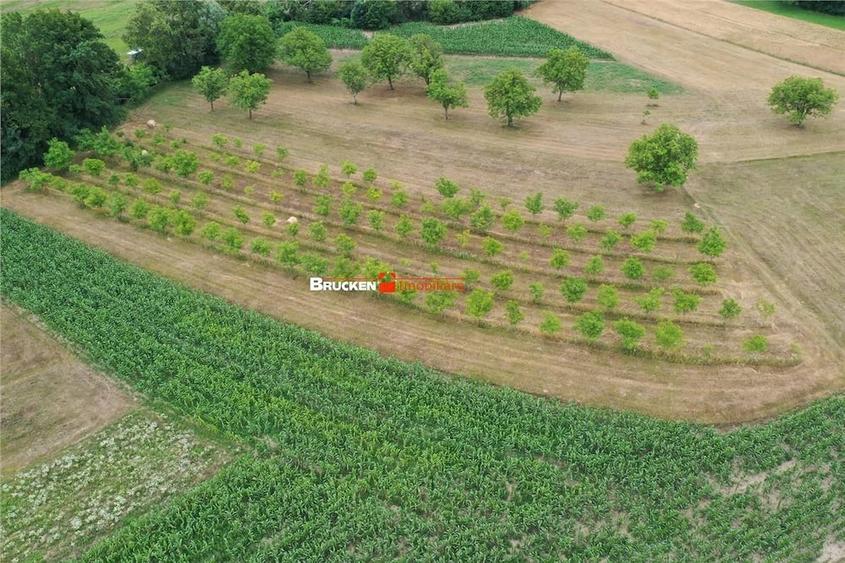 Teren de 60000 mp, în Beiușele