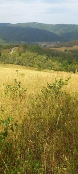 Teren Construcții intravilan de 10000 mp, în Tranișu