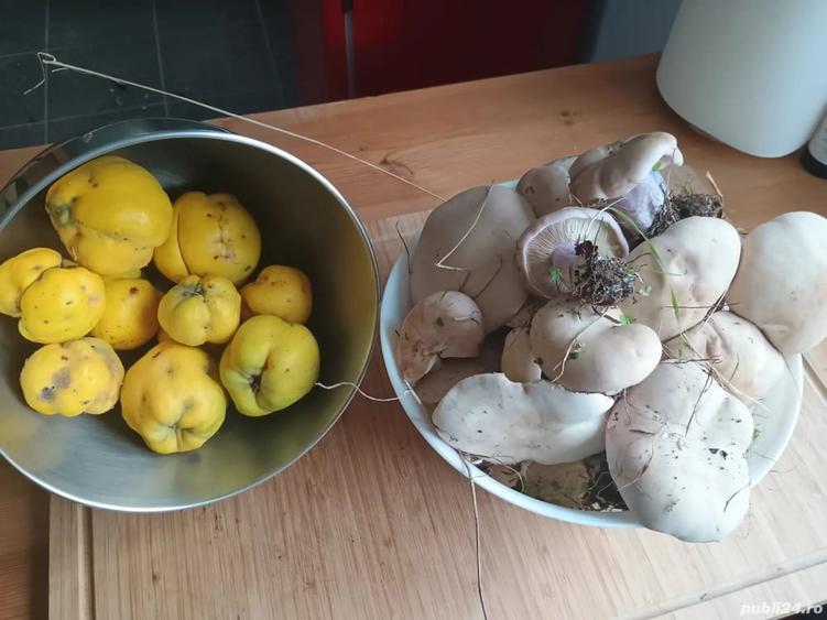 Casă cu 5 camere cu Teren 2509 Mp în Icoana