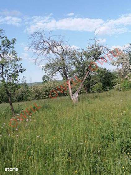 Teren de 8079 mp, în Estelnic