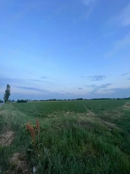Teren de 7500 mp, în Albești-Paleologu