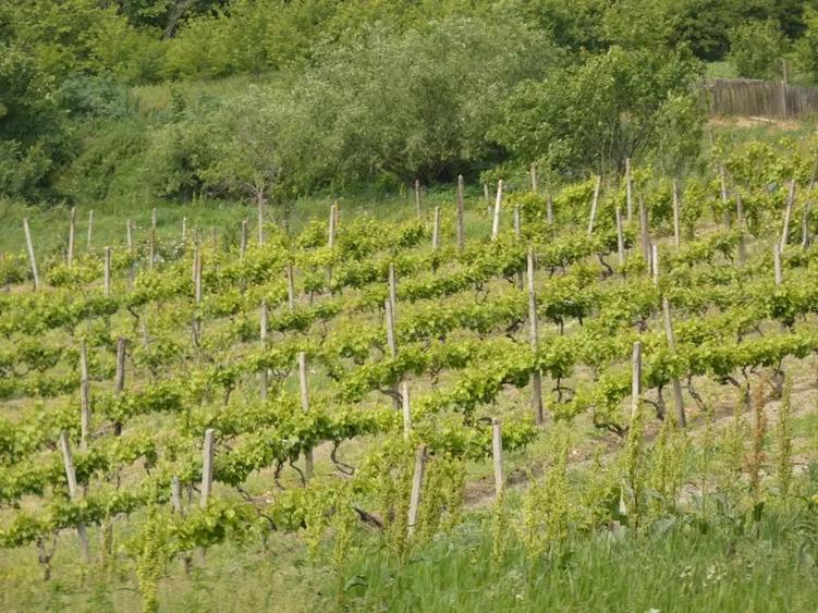 Casă cu 6 camere cu Teren 23000 Mp în Horodiștea