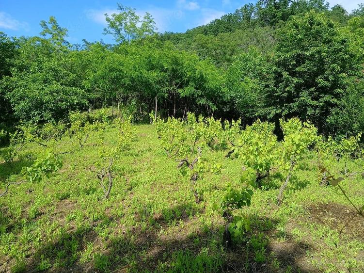 Casă cu Teren 1080 Mp în Blăjani