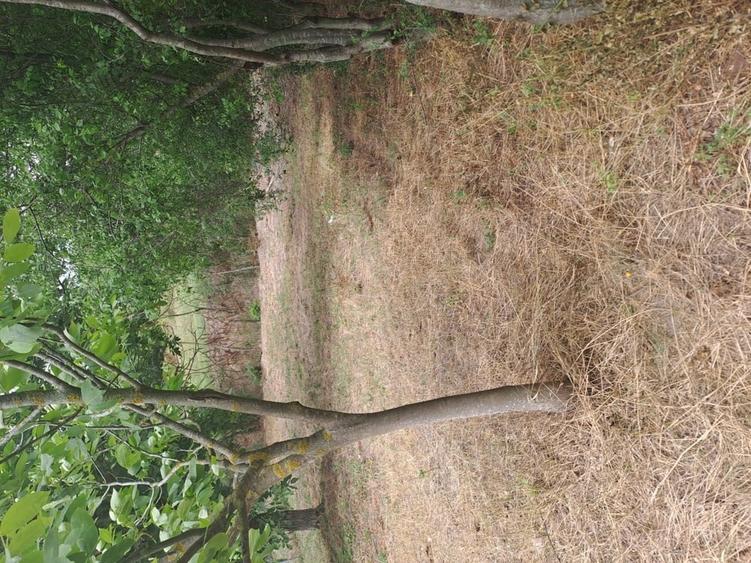 Teren de 470 mp, în Gălăteni