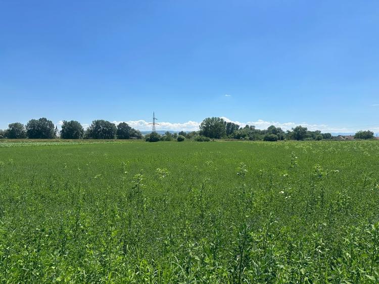 Teren Construcții intravilan de 29100 mp, în Vințu de Jos