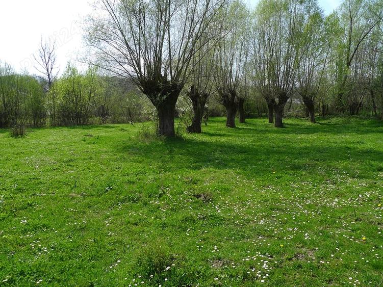 Teren de 3200 mp, în Provița de Sus