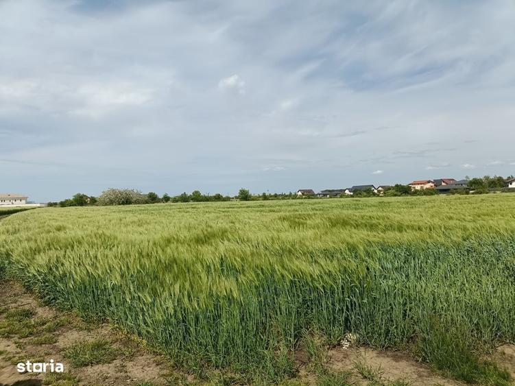 teren lotizat, Corbeanca, 8236 mp, pret minimal - 2