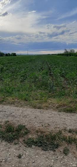 Teren de 3000 mp, în Suraia