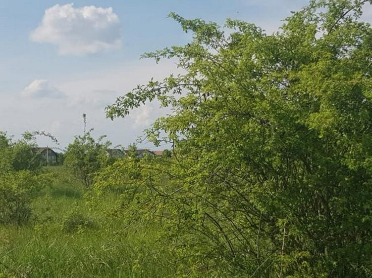 Teren Construcții intravilan de 3000 mp, în Ciolpani