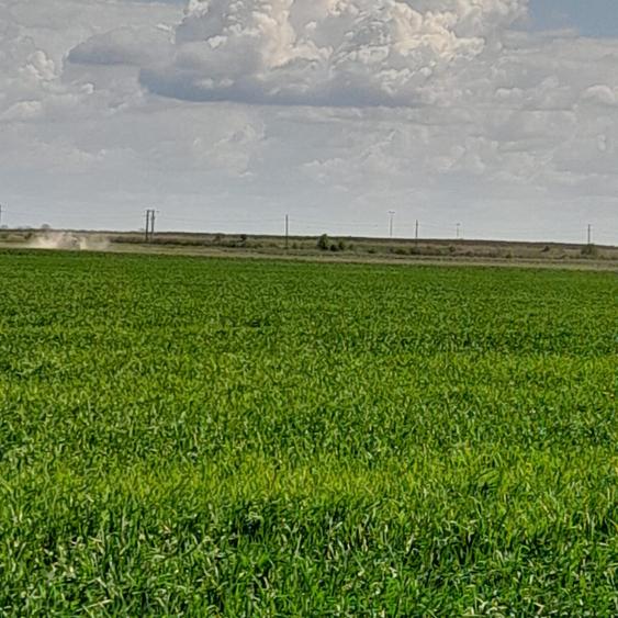 Teren agricol intravilan de 5 mp, în Ciuperceni (Cosmești)