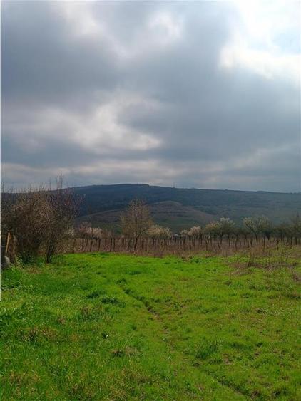 Teren Construcții intravilan de 46000 mp, în Dorobanț