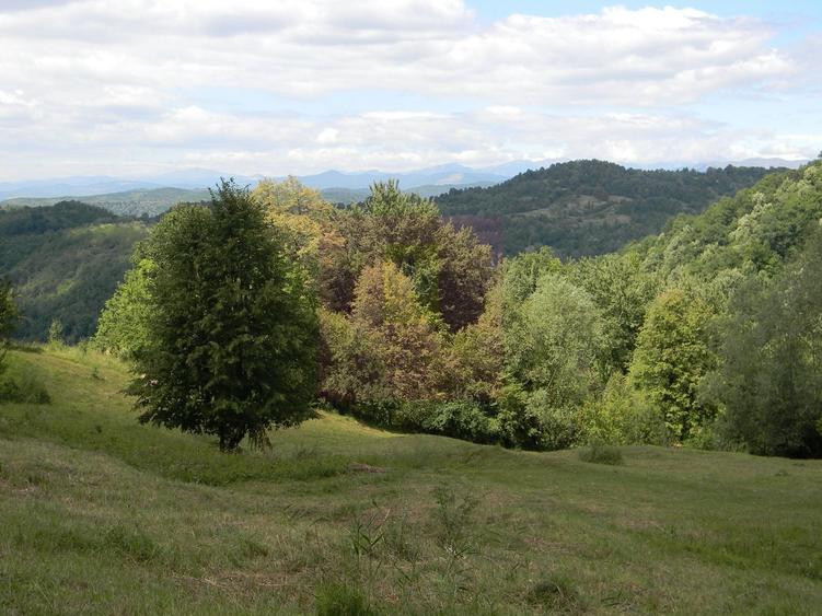 Teren agricol intravilan de 3092 mp, în Telega