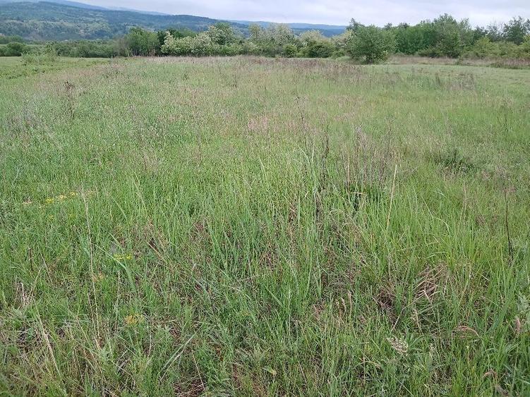 Teren de 5000 mp, în Țigăneștii de Criș