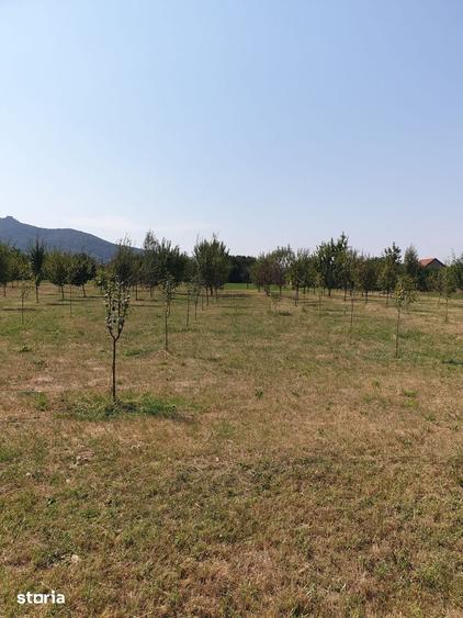Teren de 2904 mp, în Șiria