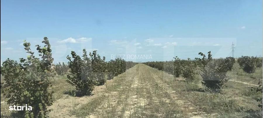 Afacere agricola plantatie de alun pe rod, 11 ha, utilaje si infra