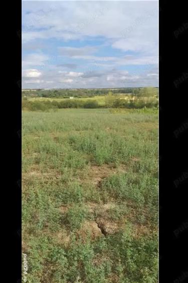 Teren de 3750 mp, în Husasău de Tinca