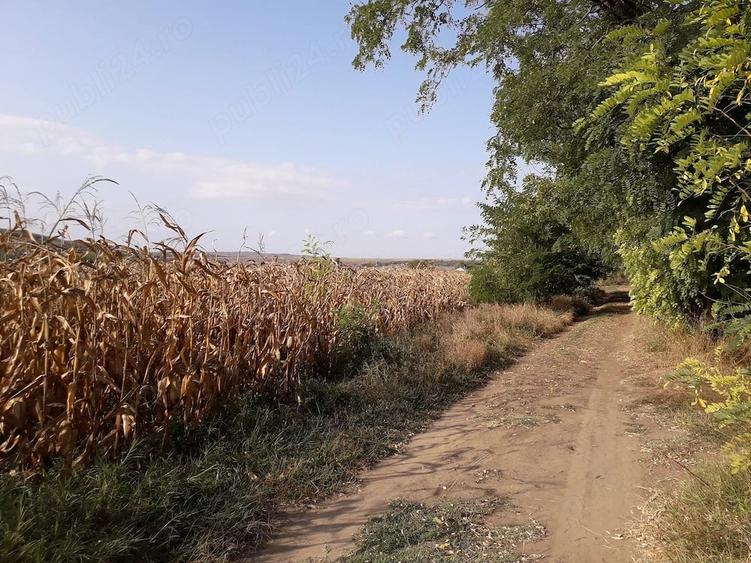 Teren de 5000 mp, în Budăi