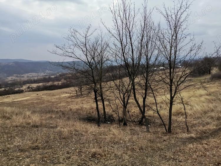 Teren de 9700 mp, în Dănulești