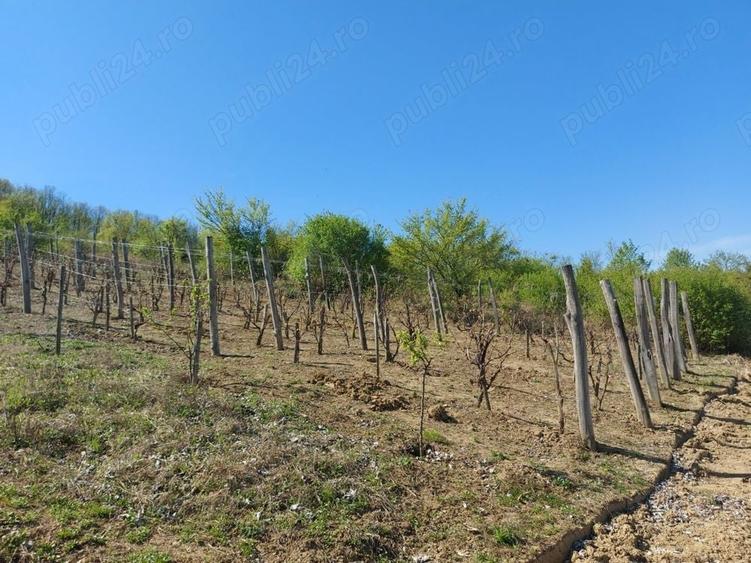 Teren de 76393 mp, în Vladimir