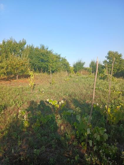 Teren Construcții extravilan de 450 mp, în Cișmea