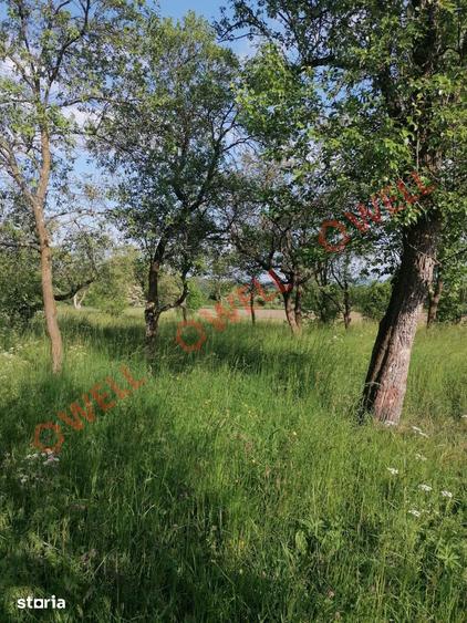 Teren de 8079 mp, în Estelnic