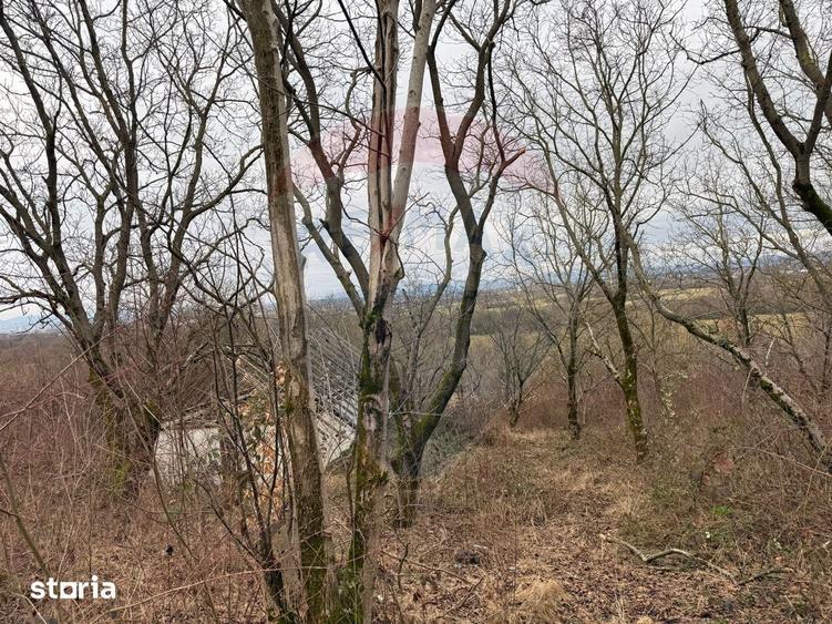 Teren de 2900 mp, în Tăuții-Măgherăuș